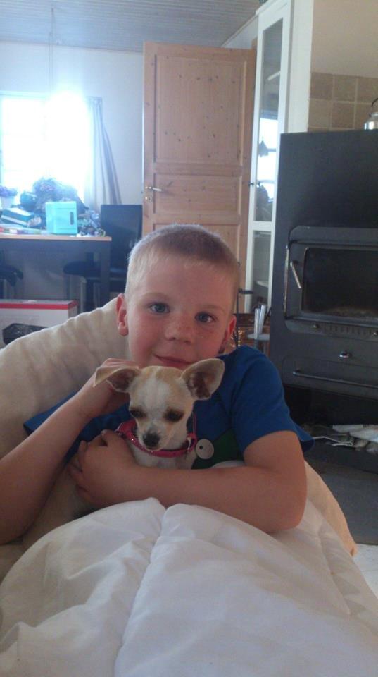 Chihuahua stinky (tøssen) billede 20