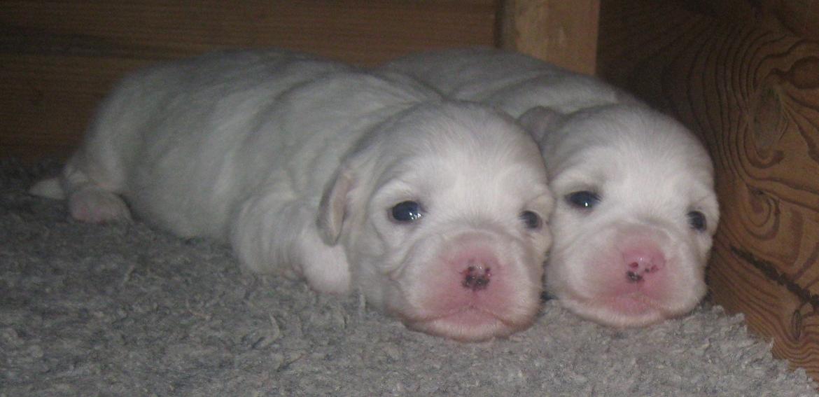 Coton de tulear Napoleon Louis billede 13