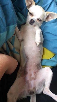 Chihuahua stinky (tøssen) billede 22