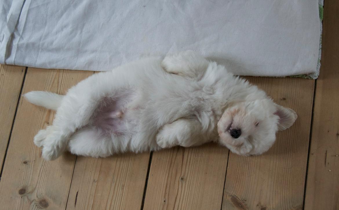 Coton de tulear Napoleon Louis billede 9