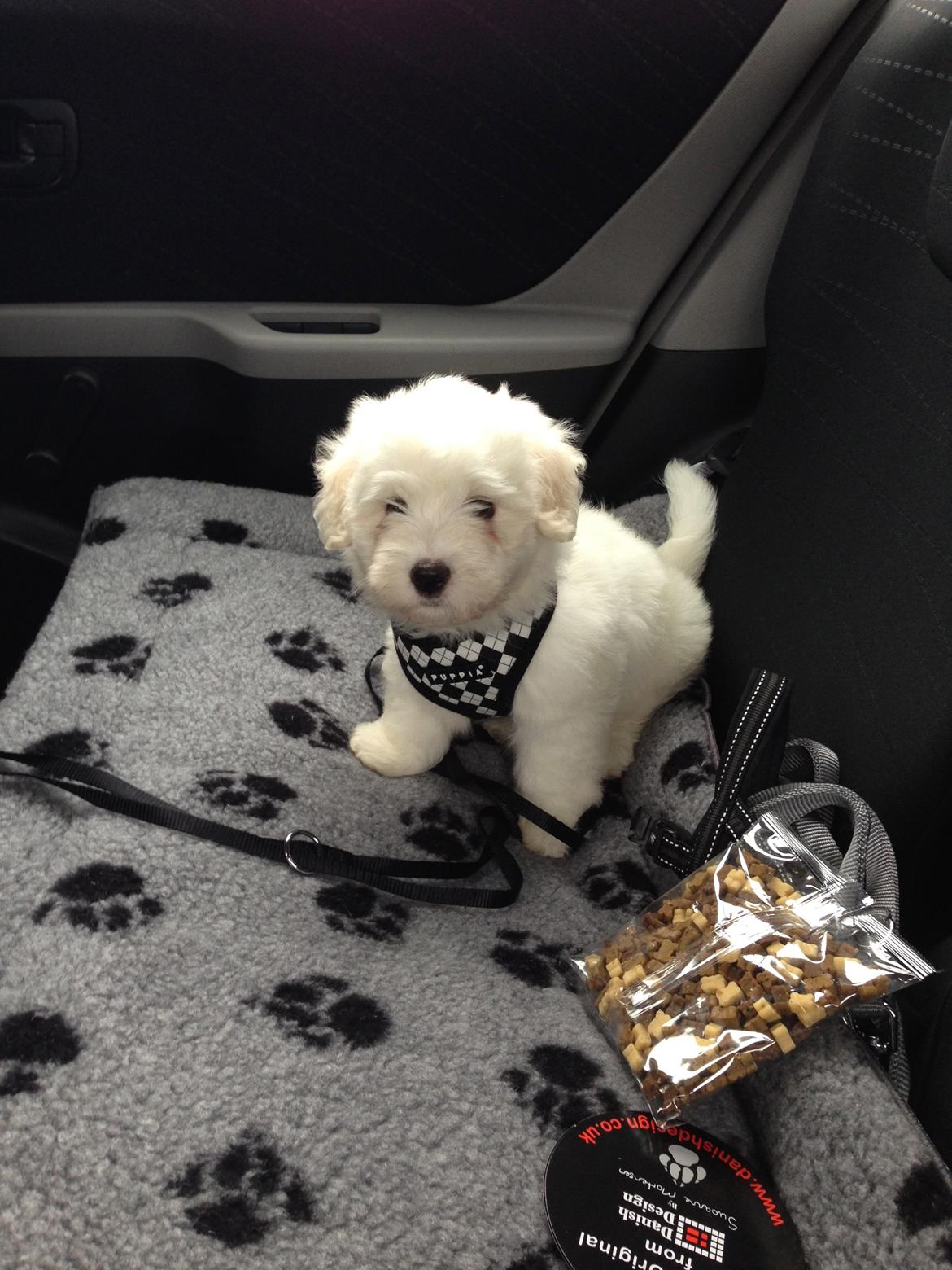 Coton de tulear Napoleon Louis billede 7