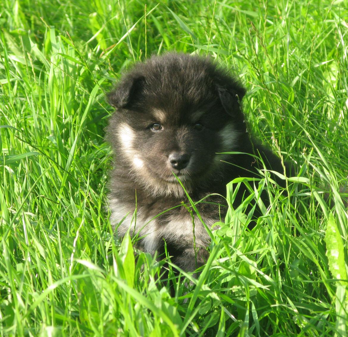 Finsk lapphund Zaki billede 2