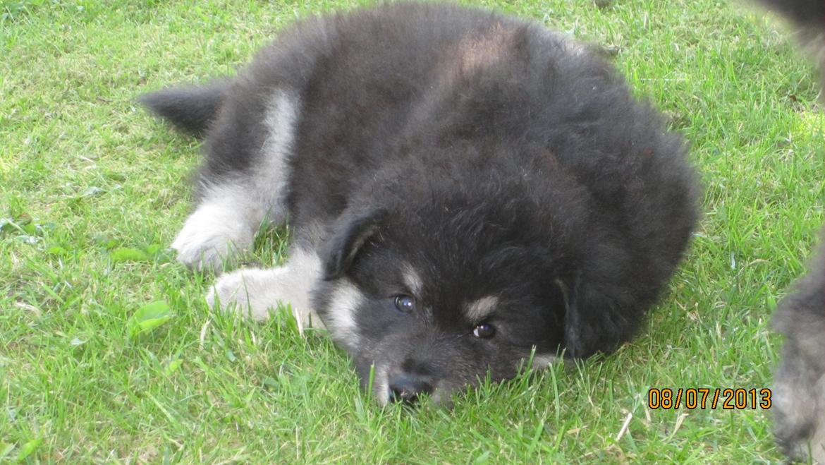Finsk lapphund Zaki billede 3