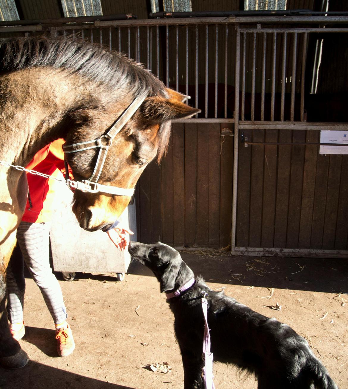 Flat coated retriever Tanima Flatcoats Bumble Bee | Beah - BB og Gallon mødes for første gang :) billede 32