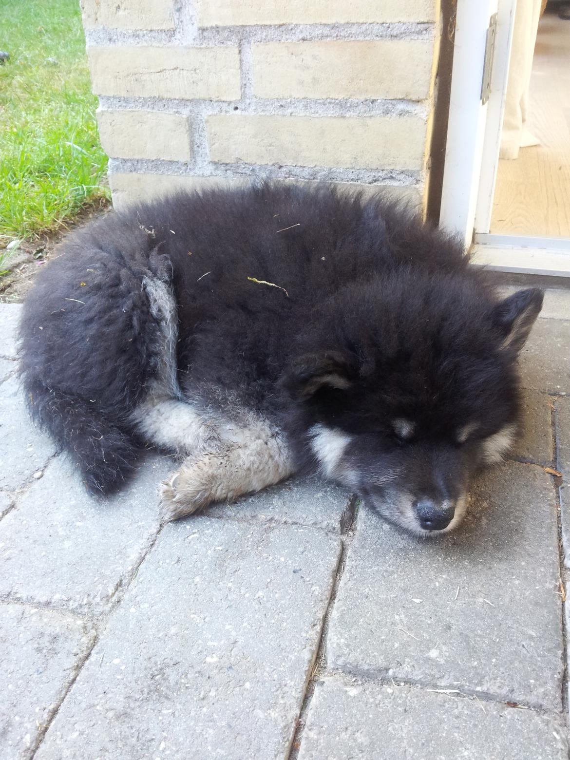 Finsk lapphund Zaki billede 4