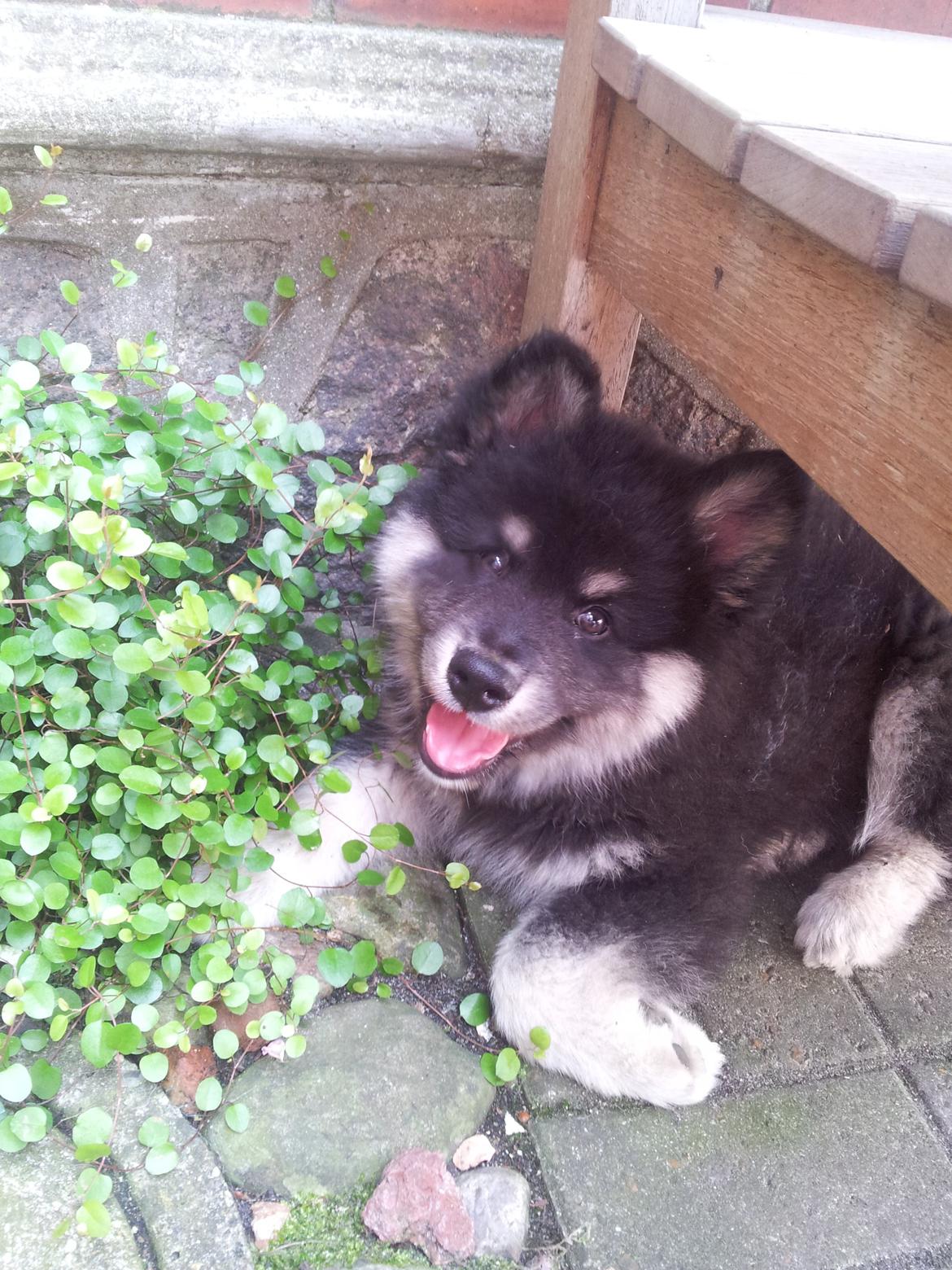Finsk lapphund Zaki billede 5
