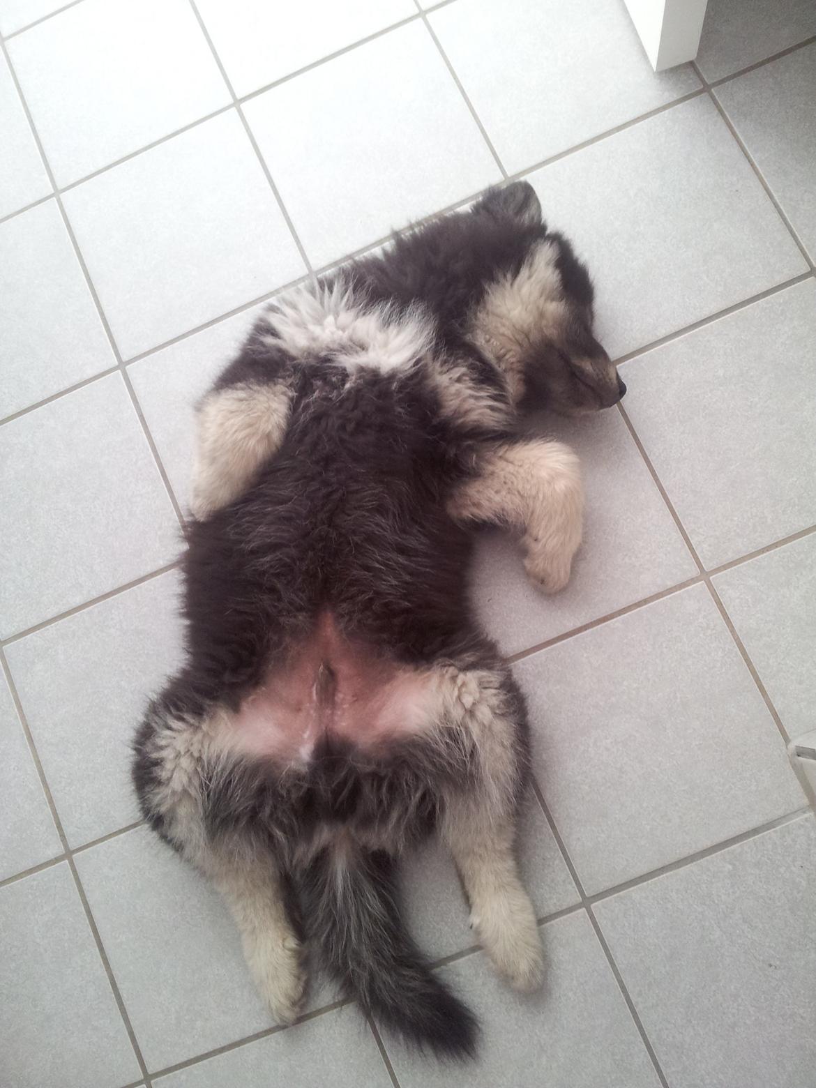 Finsk lapphund Zaki billede 6