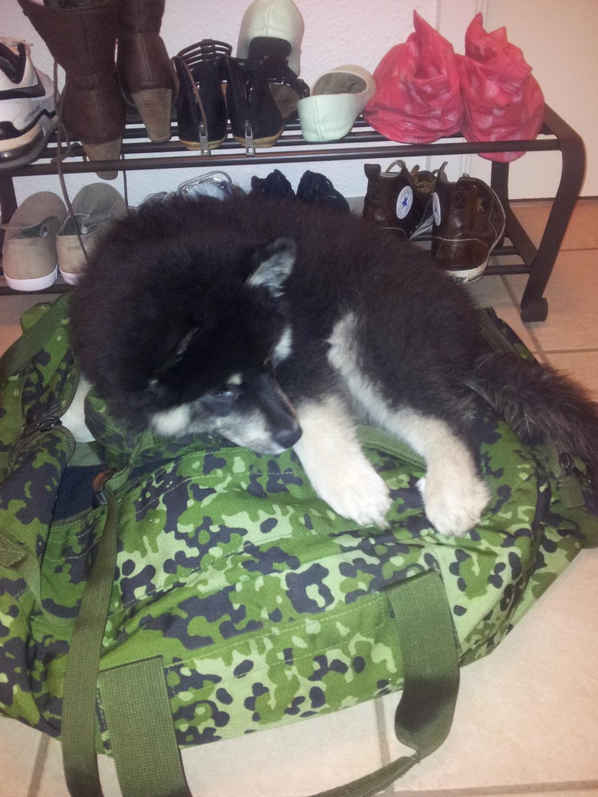 Finsk lapphund Zaki billede 7