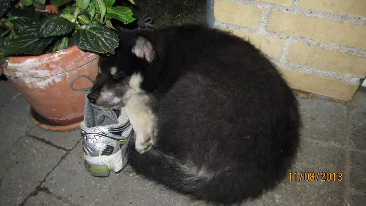 Finsk lapphund Zaki billede 8