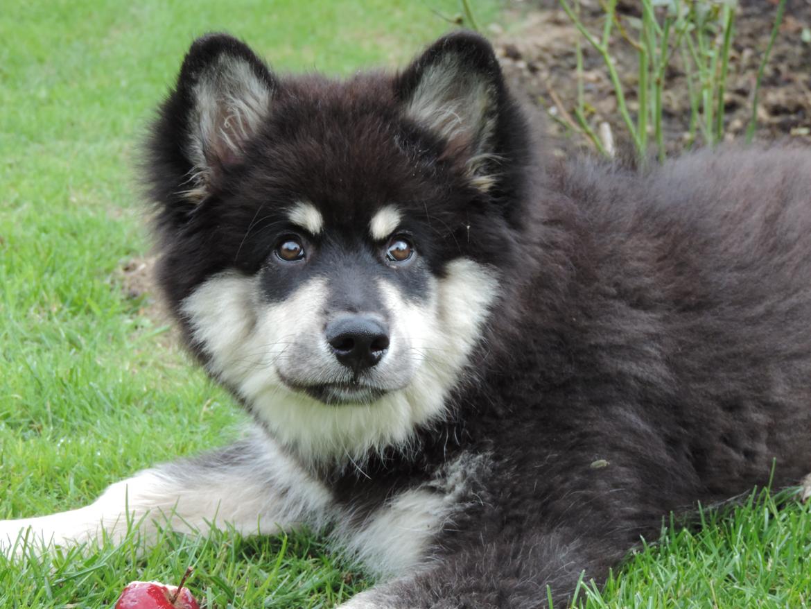 Finsk lapphund Zaki billede 10
