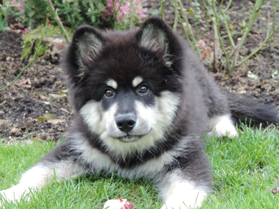 Finsk lapphund Zaki billede 1