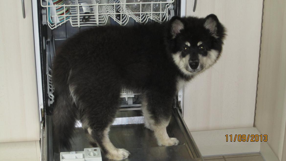 Finsk lapphund Zaki billede 11