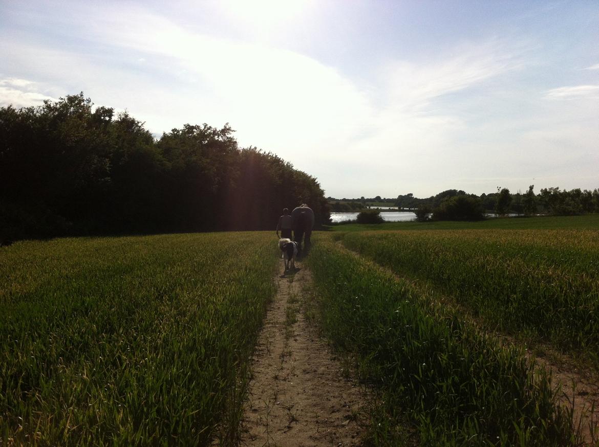 Blanding af racer Aksel - elsker at gå tur med hesten :D billede 21