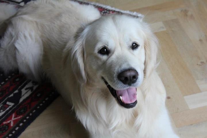 Golden retriever Margaux billede 25
