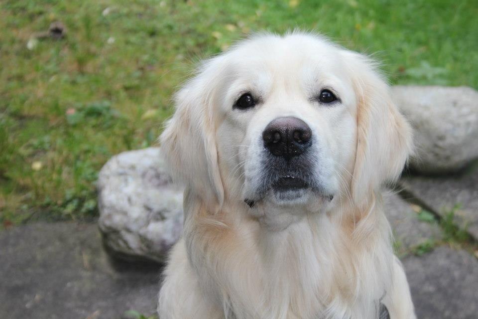 Golden retriever Margaux billede 12