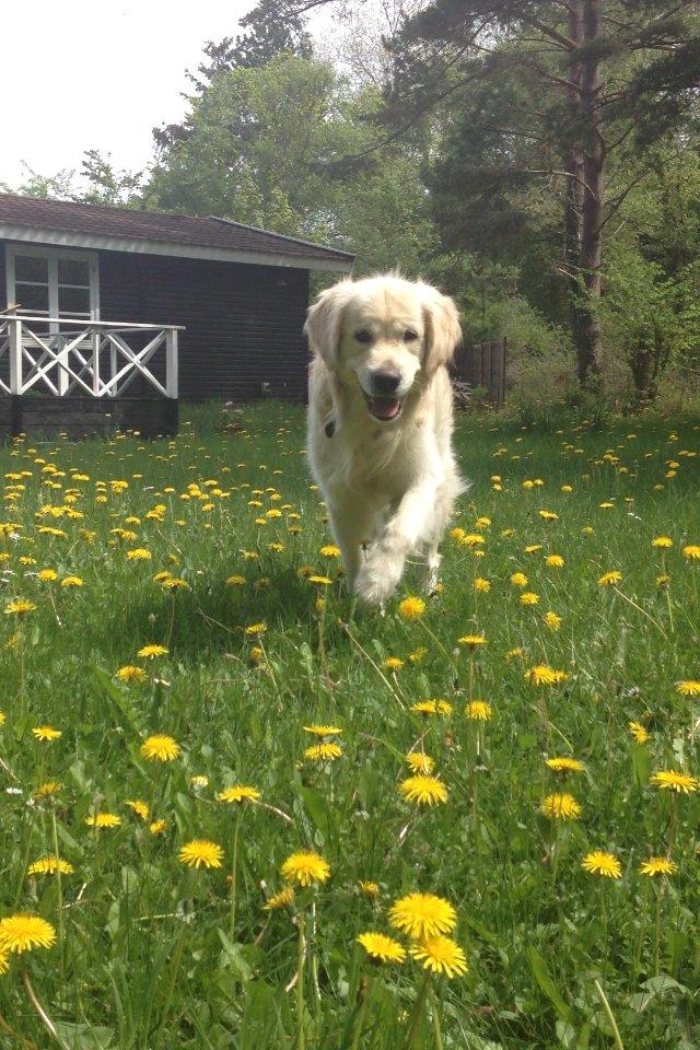 Golden retriever Margaux billede 24
