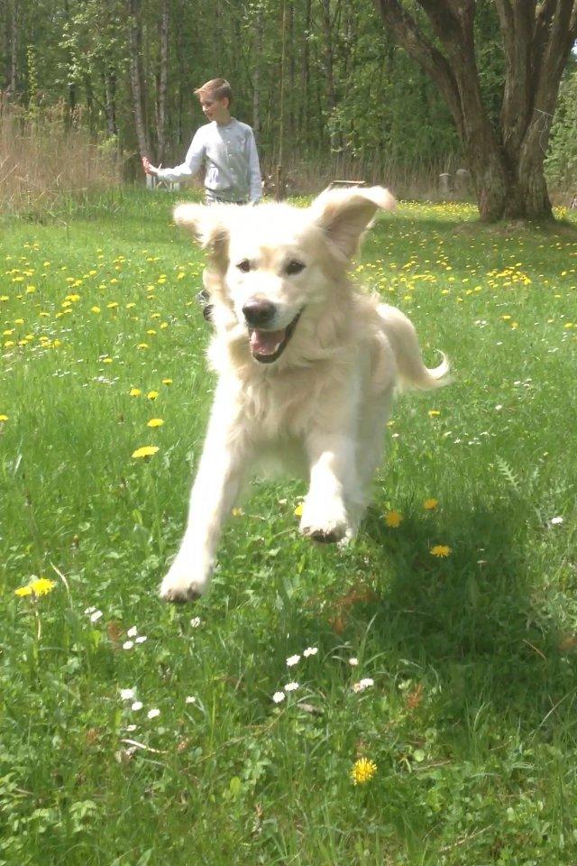 Golden retriever Margaux - Altid glad og aktiv :-) billede 15