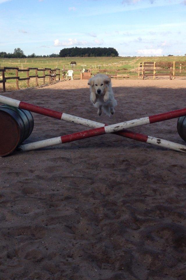 Golden retriever Margaux - Flyvende :-D billede 22