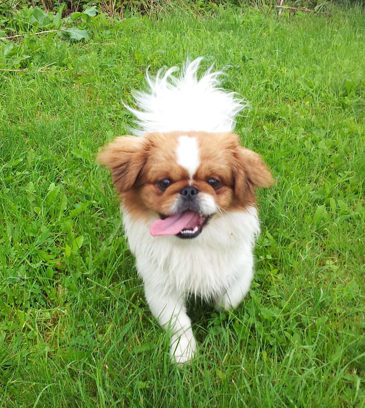 Pekingeser Dolly billede 1
