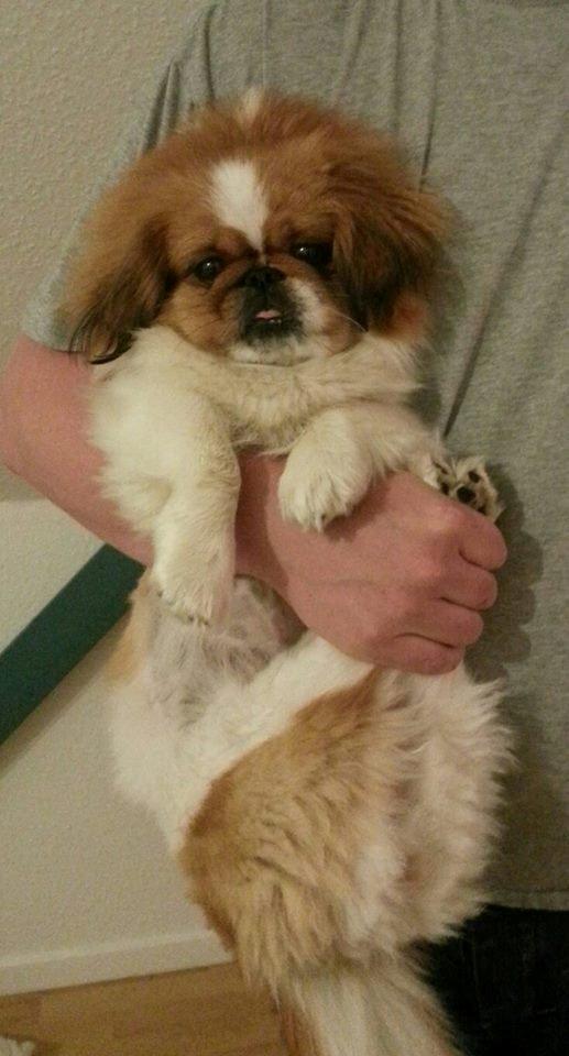 Pekingeser Dolly billede 13