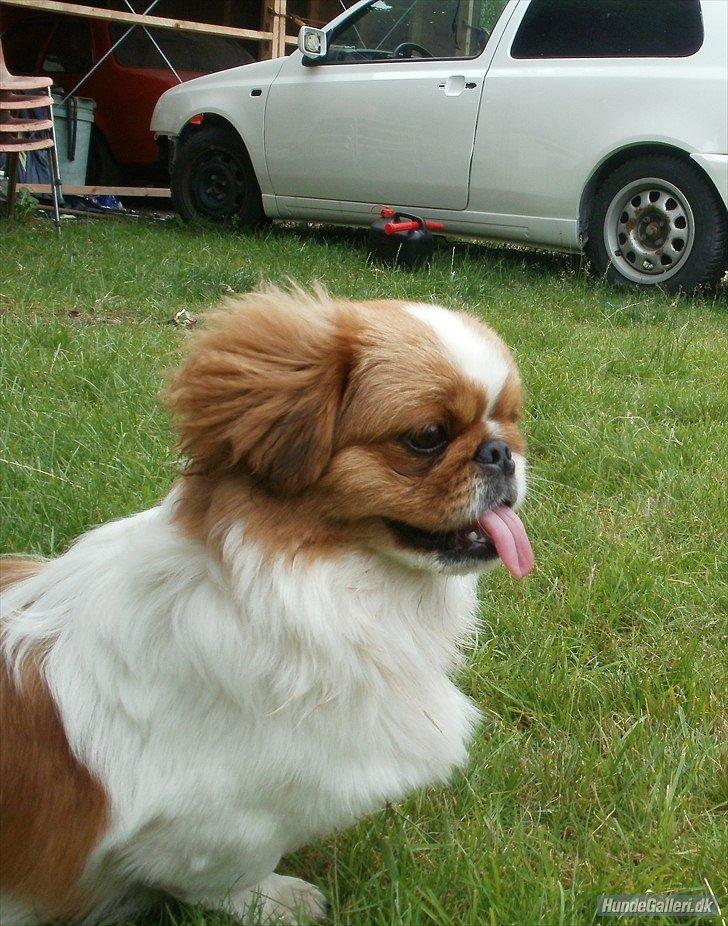 Pekingeser Dolly billede 2