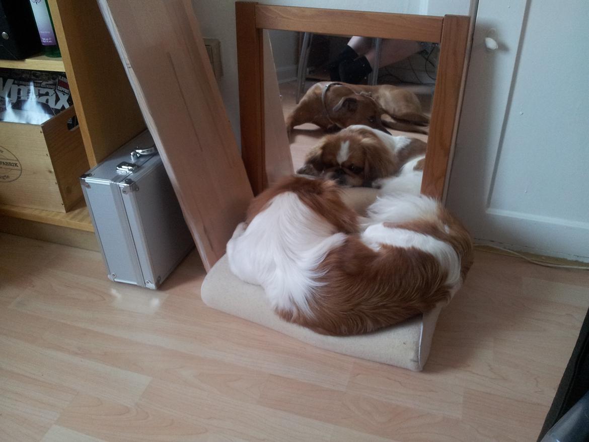 Pekingeser Dolly billede 16