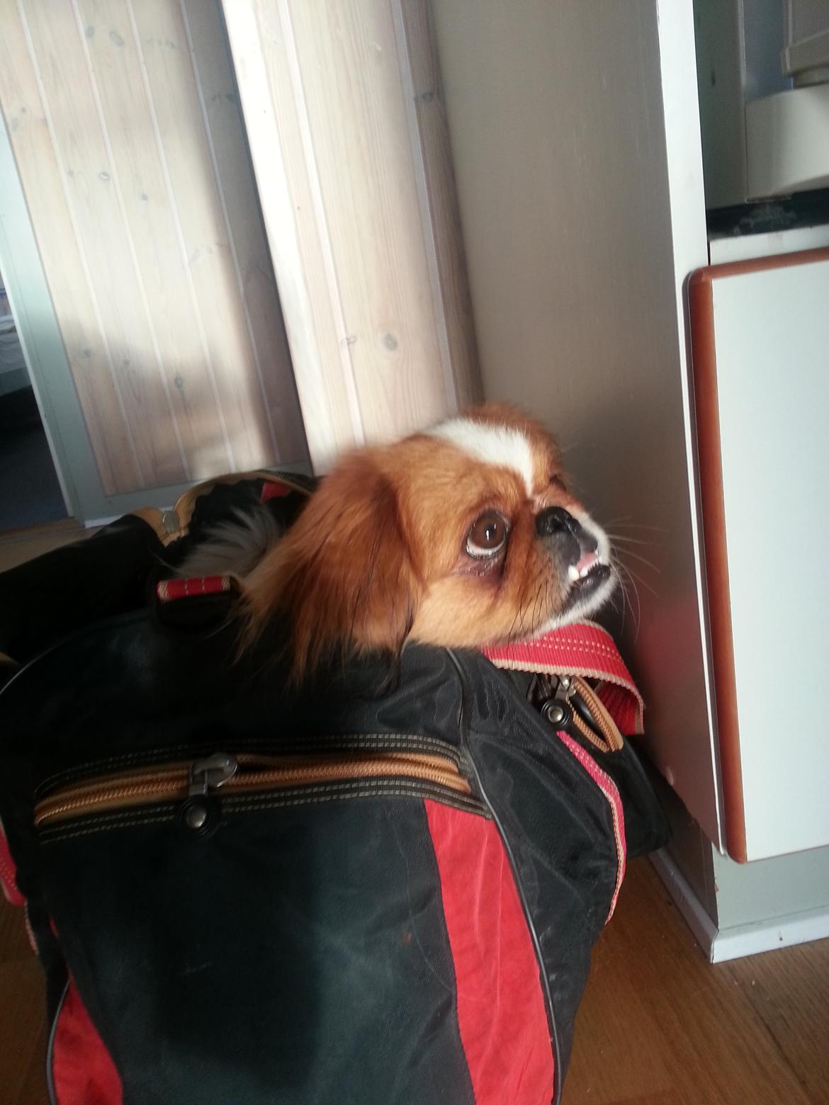 Pekingeser Dolly - Tag mig med :) billede 17