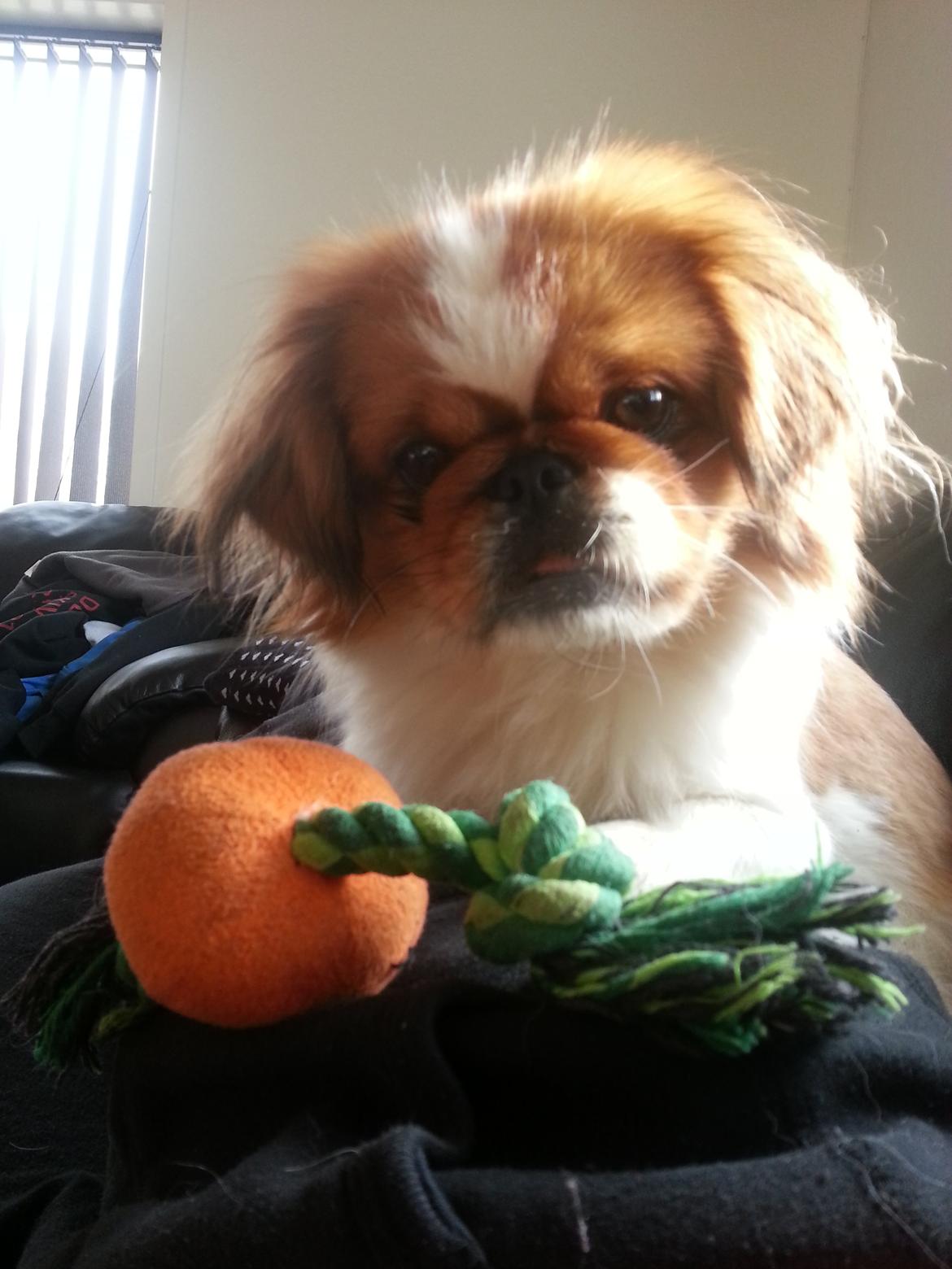 Pekingeser Dolly billede 18