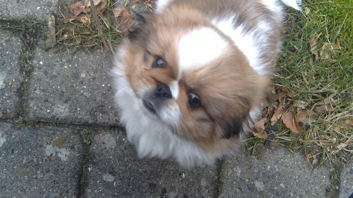Pekingeser Dolly - Baby Dolly billede 26