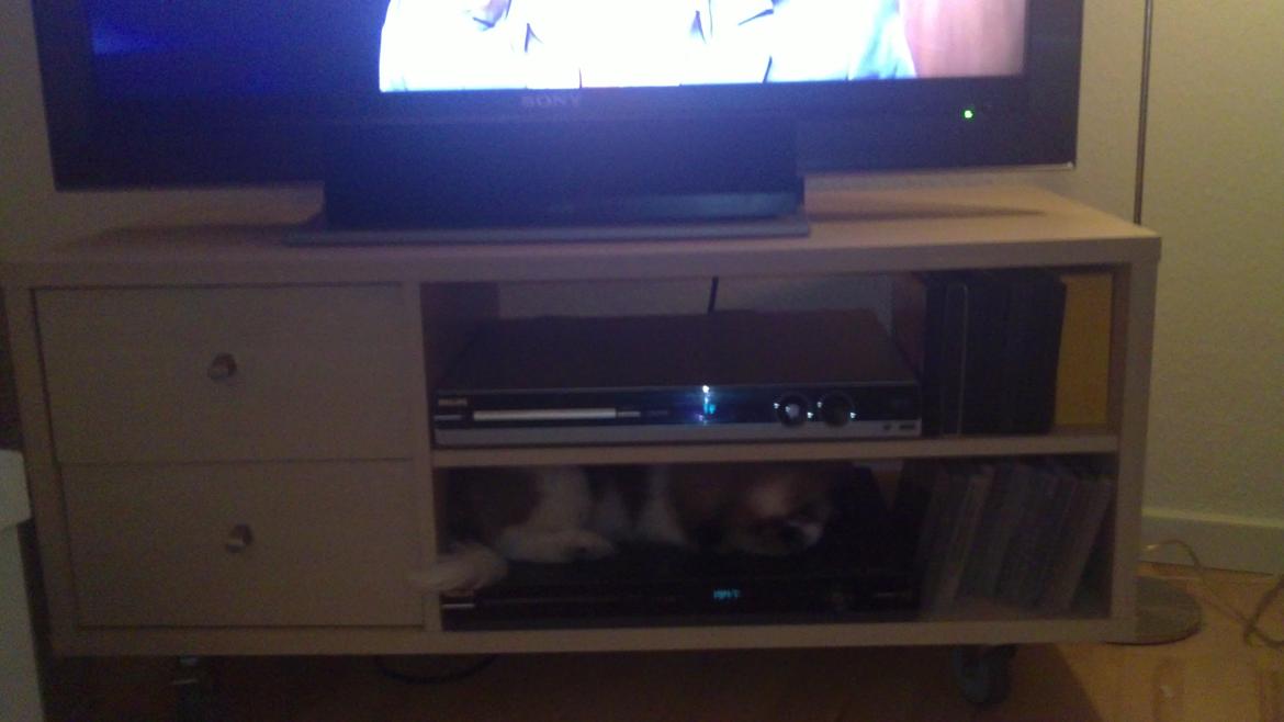 Pekingeser Dolly - Da Dolly var bette gemte hun sig de underligste steder billede 27