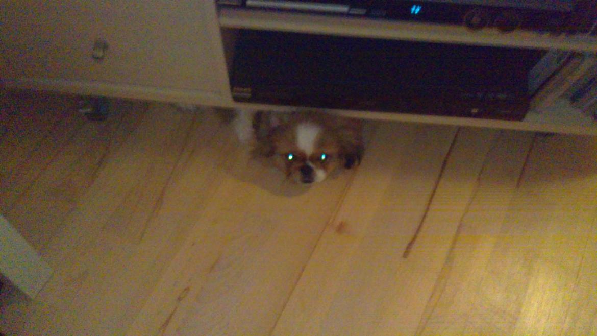 Pekingeser Dolly billede 28