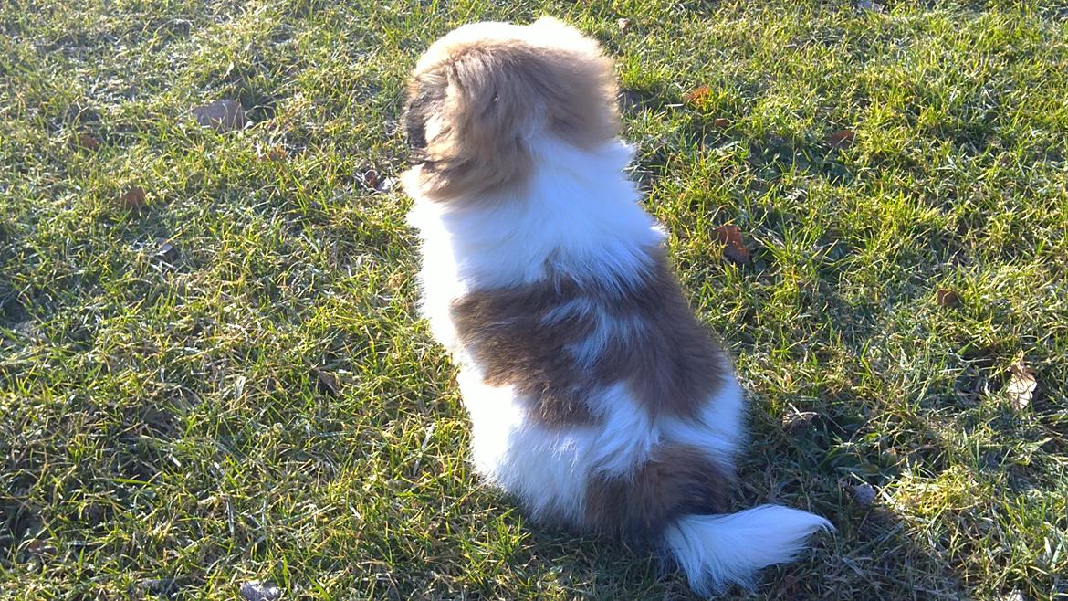 Pekingeser Dolly billede 29