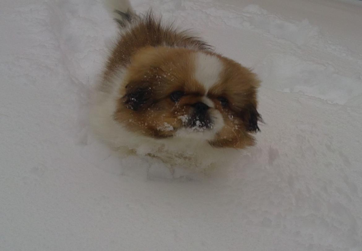 Pekingeser Dolly - Første gang i sne.... billede 30