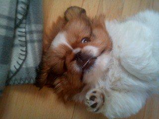 Pekingeser Dolly billede 31