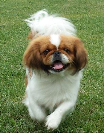 Pekingeser Dolly billede 4