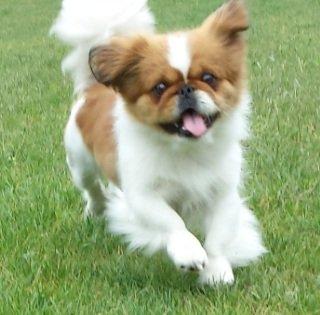 Pekingeser Dolly billede 3