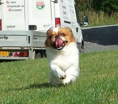 Pekingeser Dolly billede 6