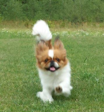 Pekingeser Dolly billede 5