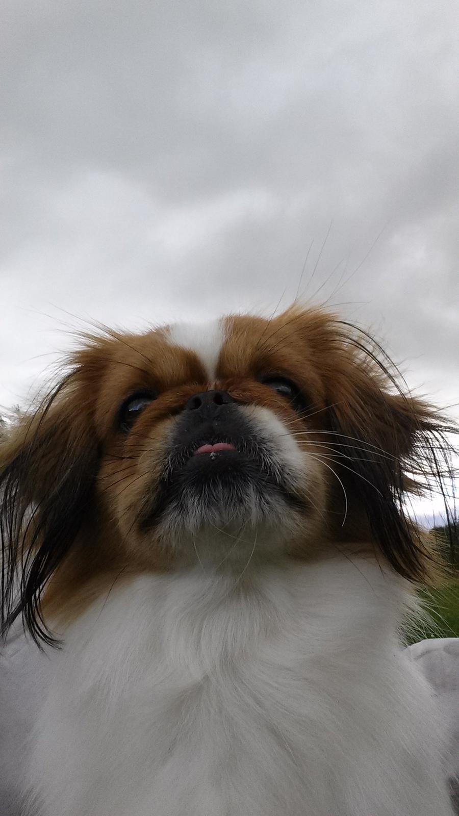 Pekingeser Dolly billede 12