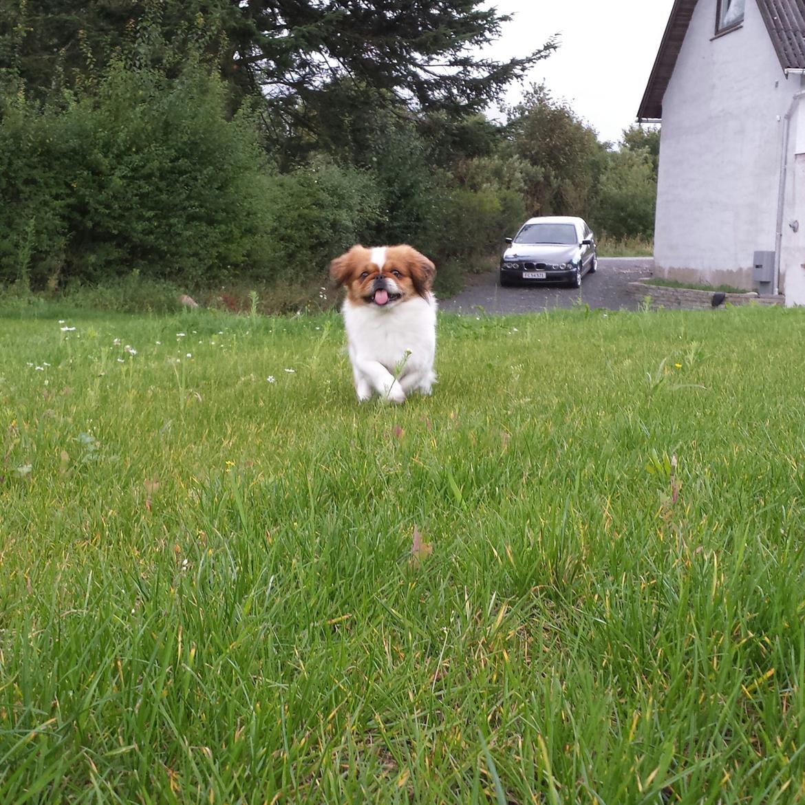 Pekingeser Dolly billede 7