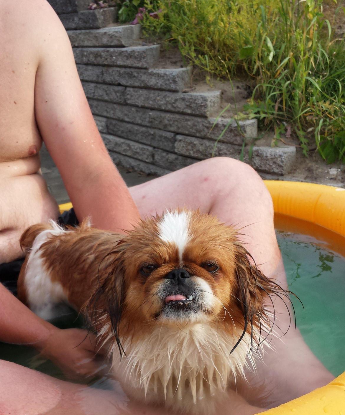 Pekingeser Dolly billede 19