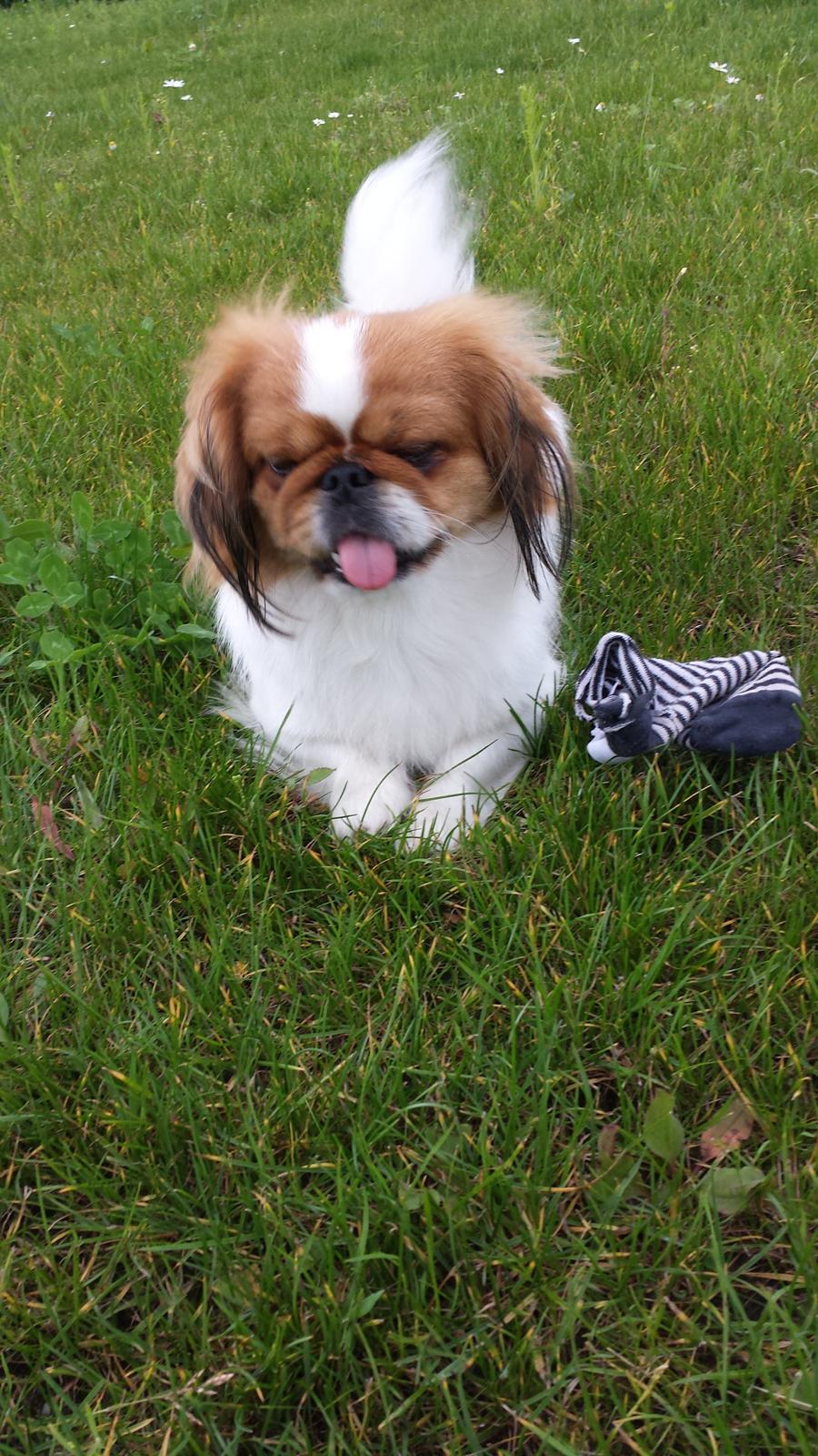 Pekingeser Dolly billede 9