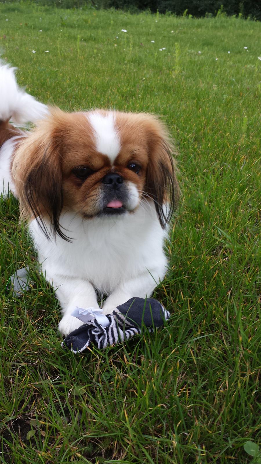 Pekingeser Dolly billede 8