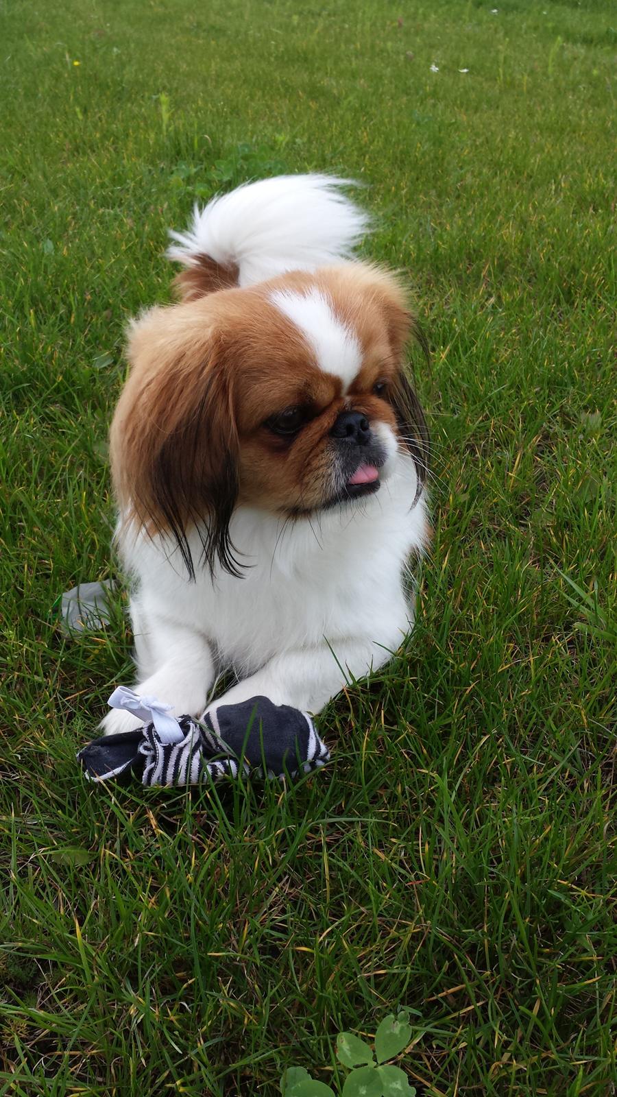Pekingeser Dolly billede 10