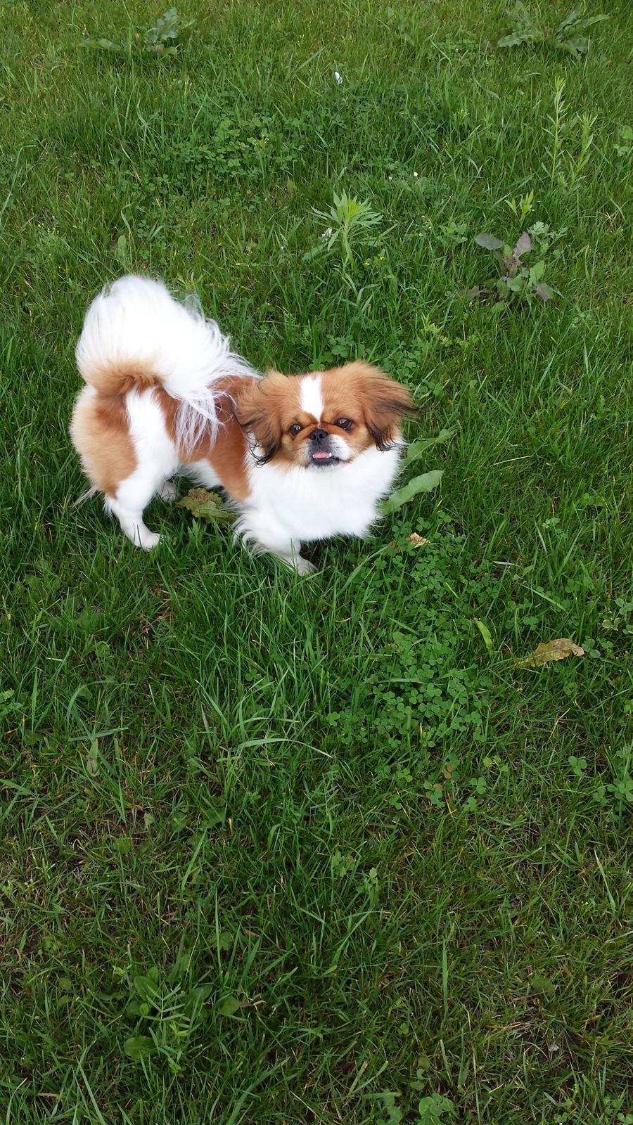 Pekingeser Dolly billede 11