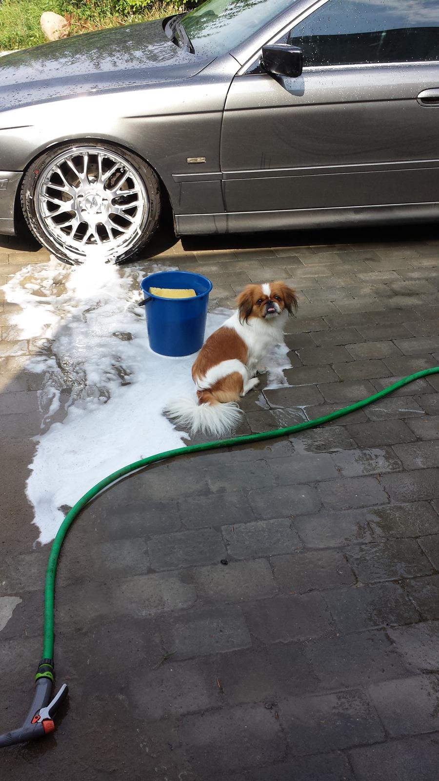 Pekingeser Dolly - Af alle steder, så skulle hun lige sidde i skummet :) billede 20