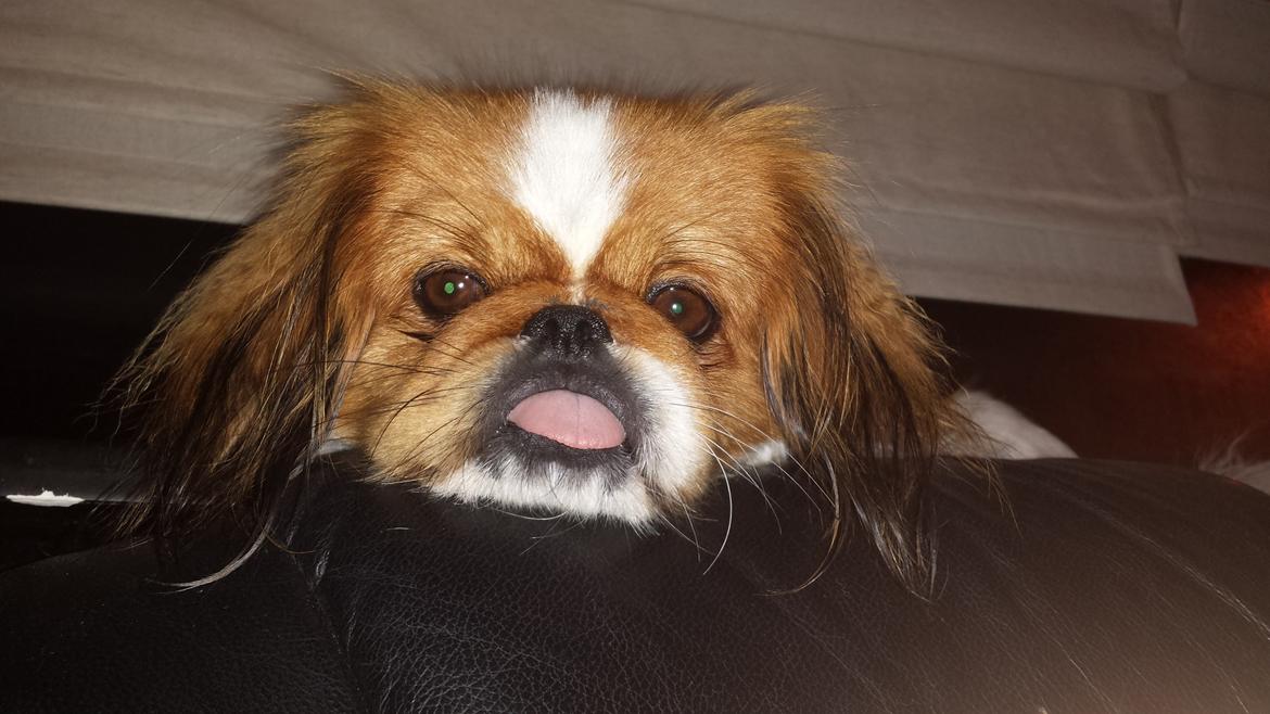 Pekingeser Dolly billede 15