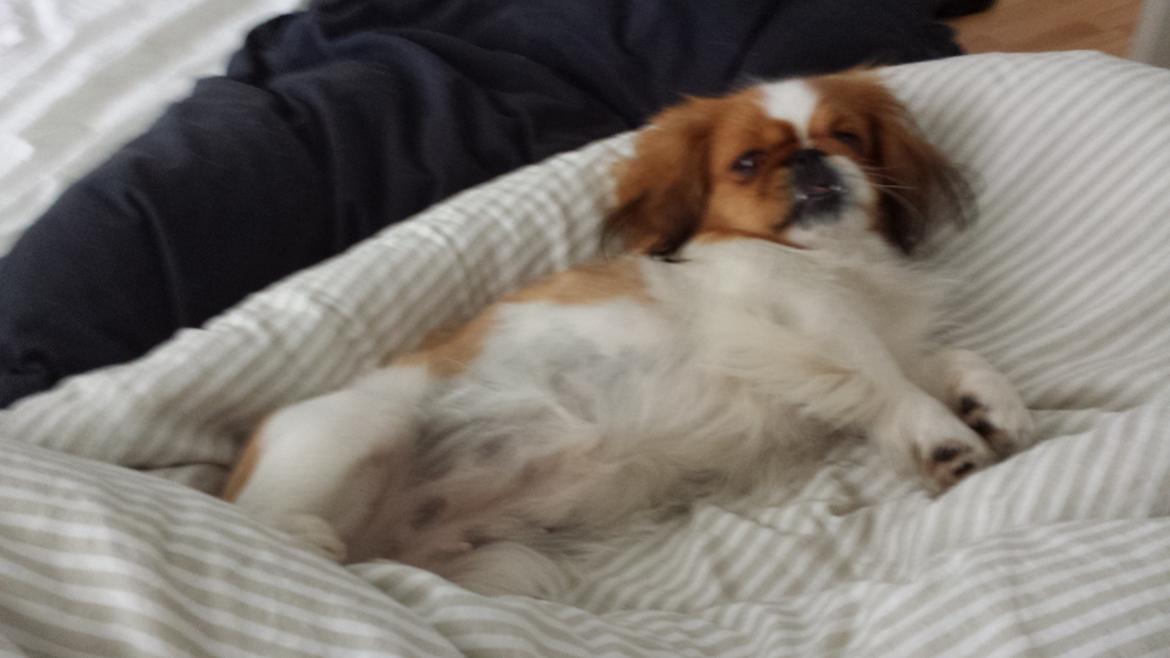 Pekingeser Dolly billede 21