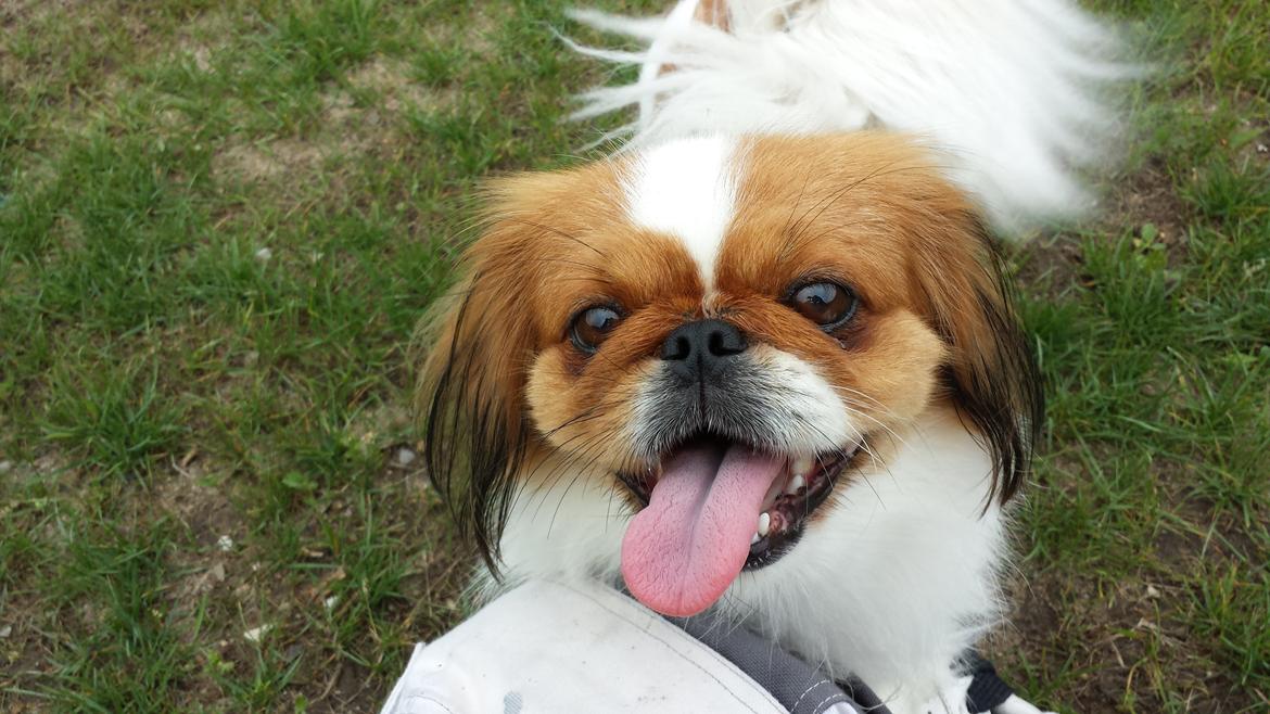 Pekingeser Dolly billede 14