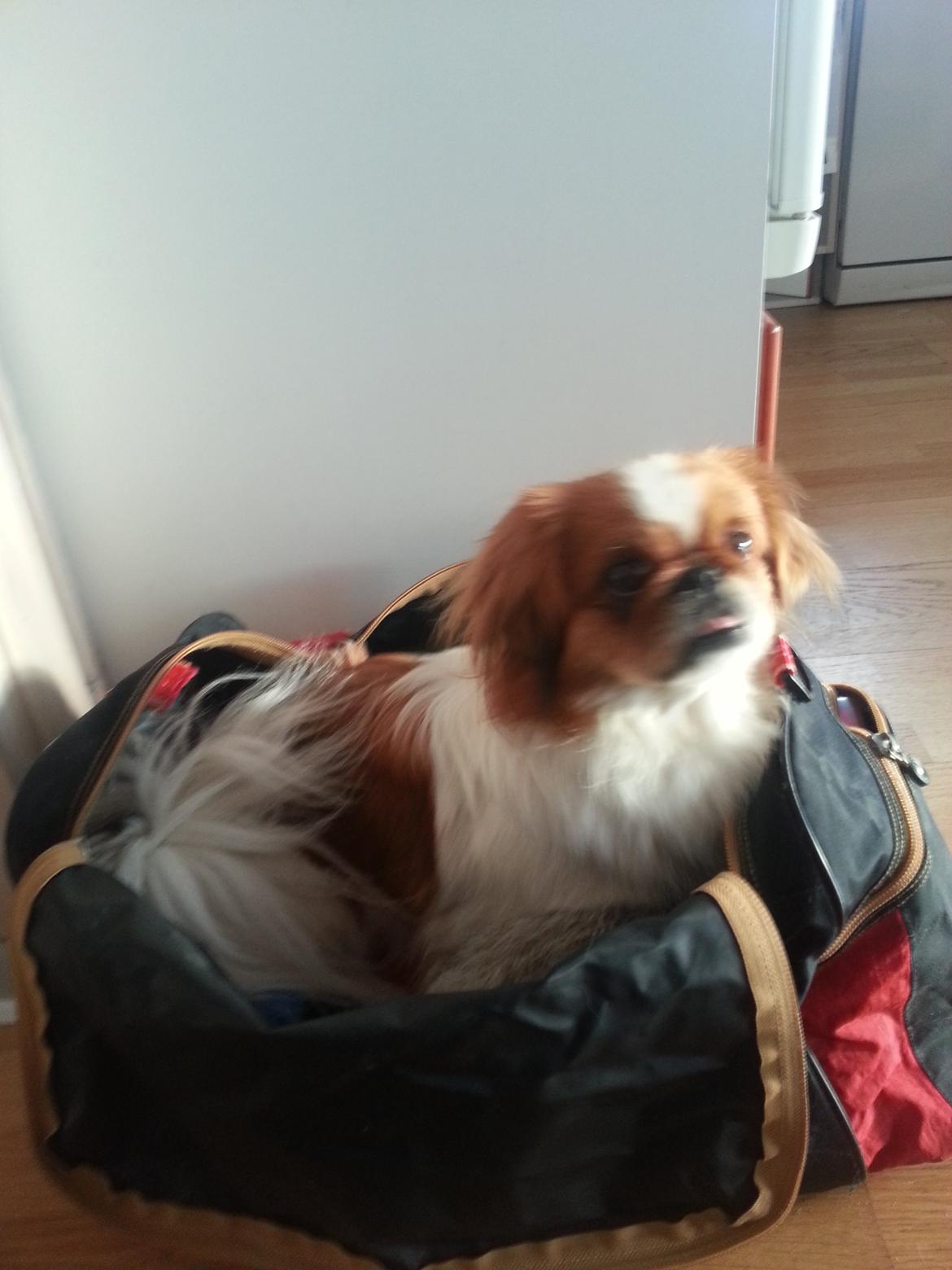 Pekingeser Dolly billede 22